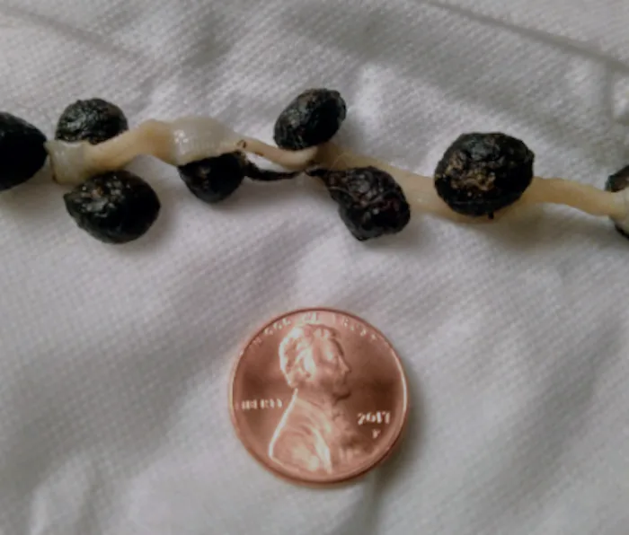 Long Tapeworm Found Inside Pet Rabbit Was