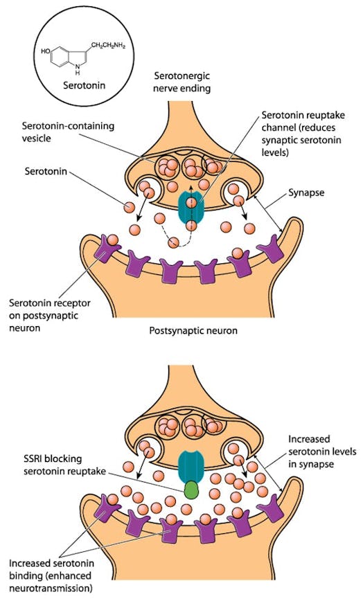 Serotonin infographic