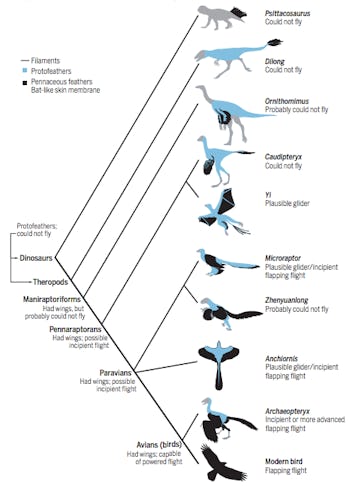 How Birds Evolved From Dinosaurs and Learned How to Fly
