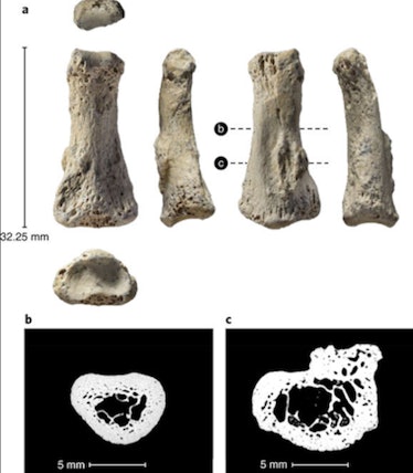 Finger bone, ancient human