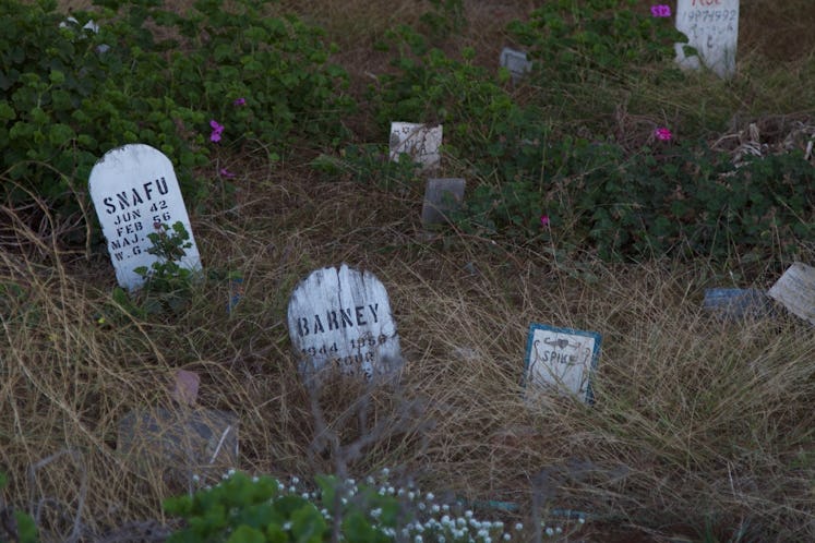 Pet cemetery with white tombstones peaking from the tall grass.