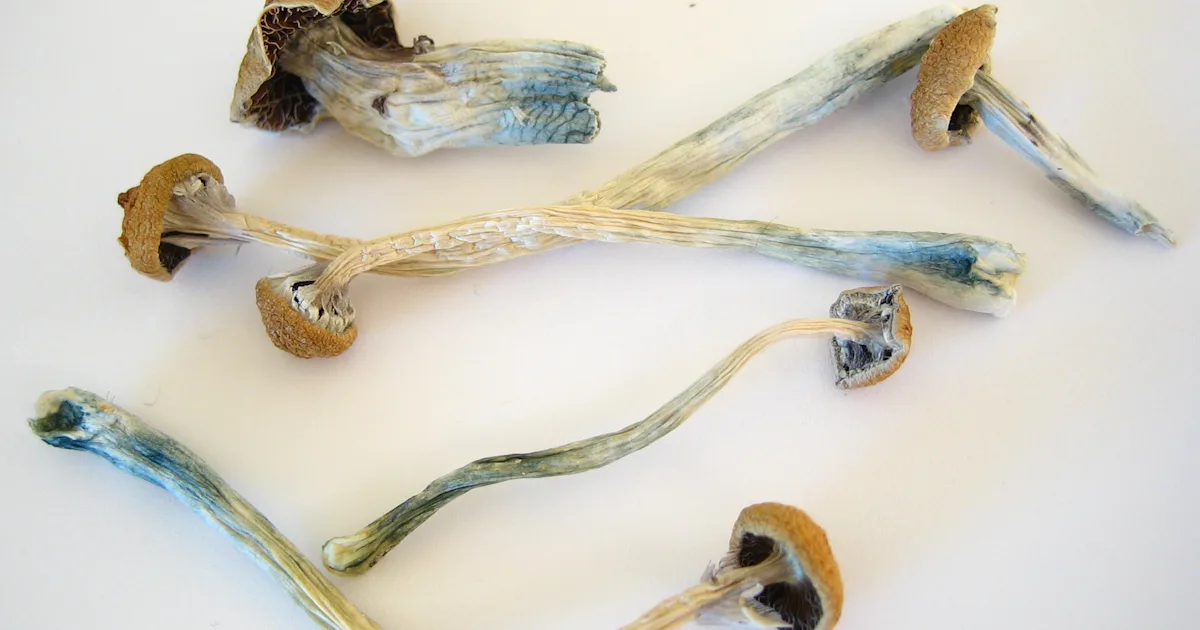 Psilocybin FDA Grants Breakthrough Therapy Status For Magic Mushrooms Psilocybin FDA Grants Breakthrough Therapy Status For Magic Mushrooms