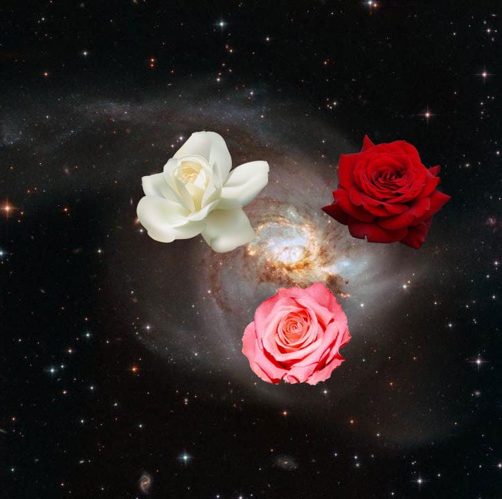 Nasa Roses 2025 Basia Carmina