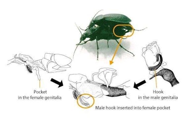 beetle sex