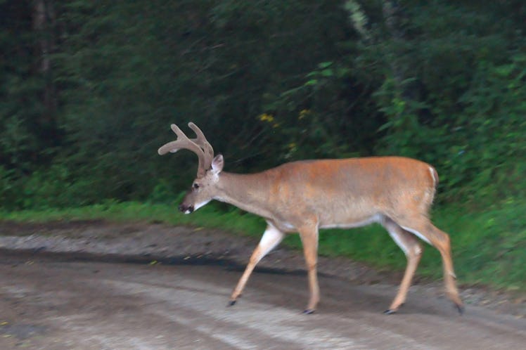Deer in the Road