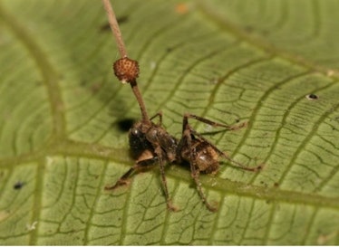 A dead carpenter ant on the underside of a leaf after being infected by a parasitic fungus. The fung...