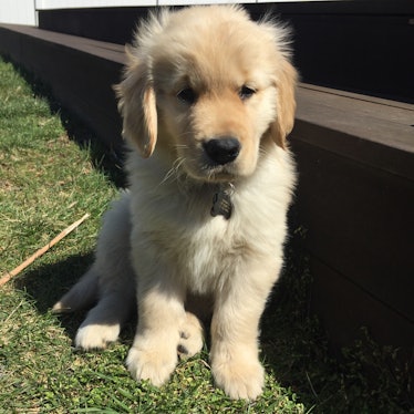 Golden retriever Zuke as a puppy