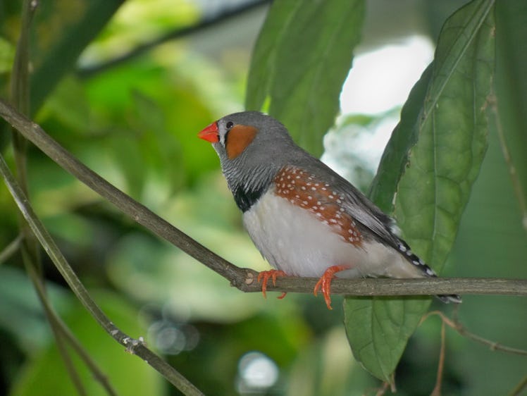 Zebra Finch