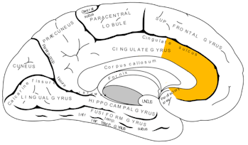 anterior cingulate cortex 