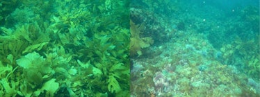 kelp Western Australia