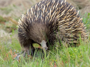 Echidna quill hair