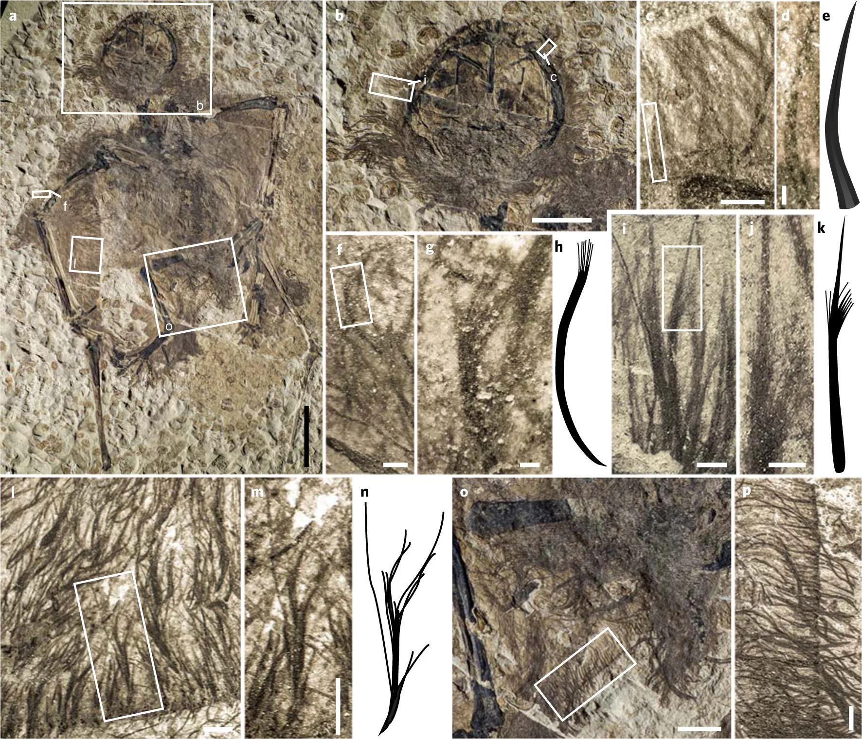 Pterosaur Study Pushes Back the Origin of Feathers by 70 Million Years