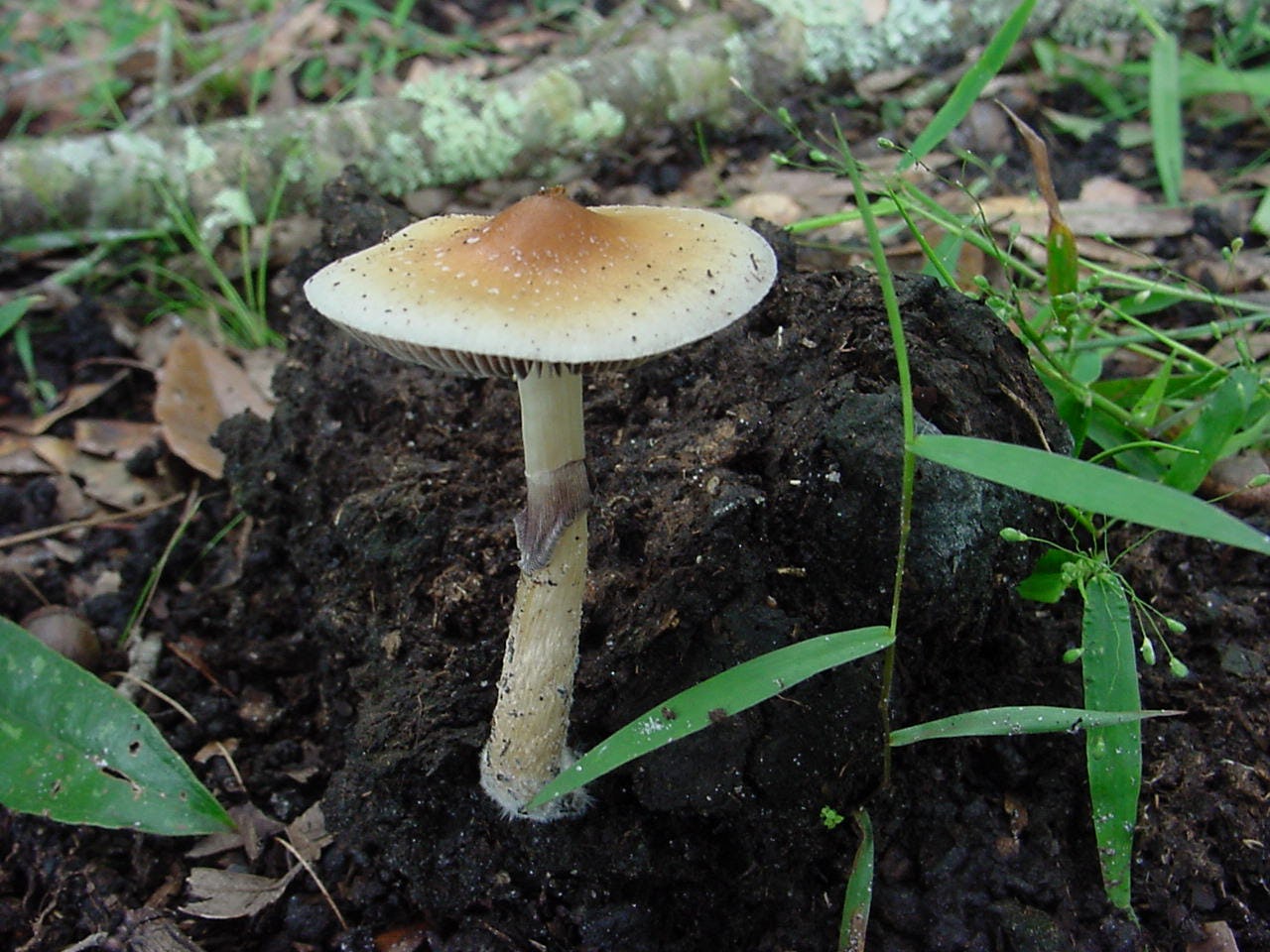 "Magic" Psilocybin Mushrooms Deserve New Legal Status, Argue Scientists