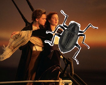 Titanic, Beetle