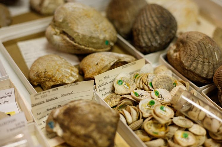 Once digitized, information about a fossil is available worldwide, while the specimen itself remains...