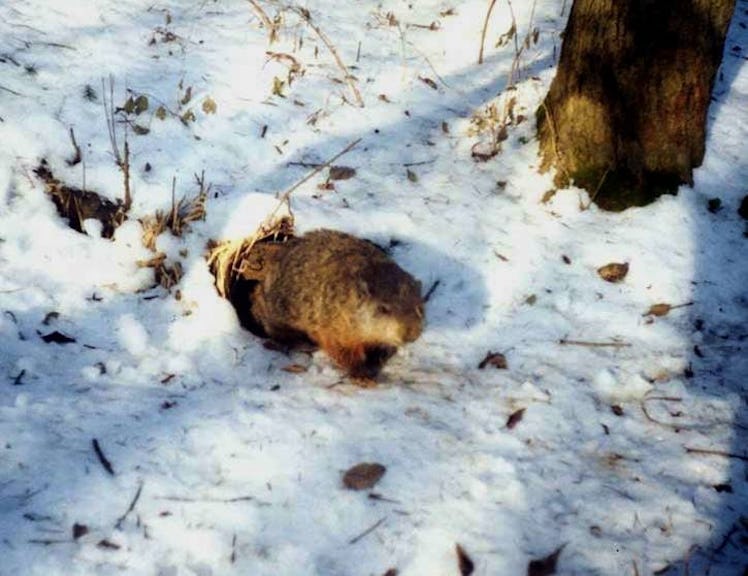 female groundhog