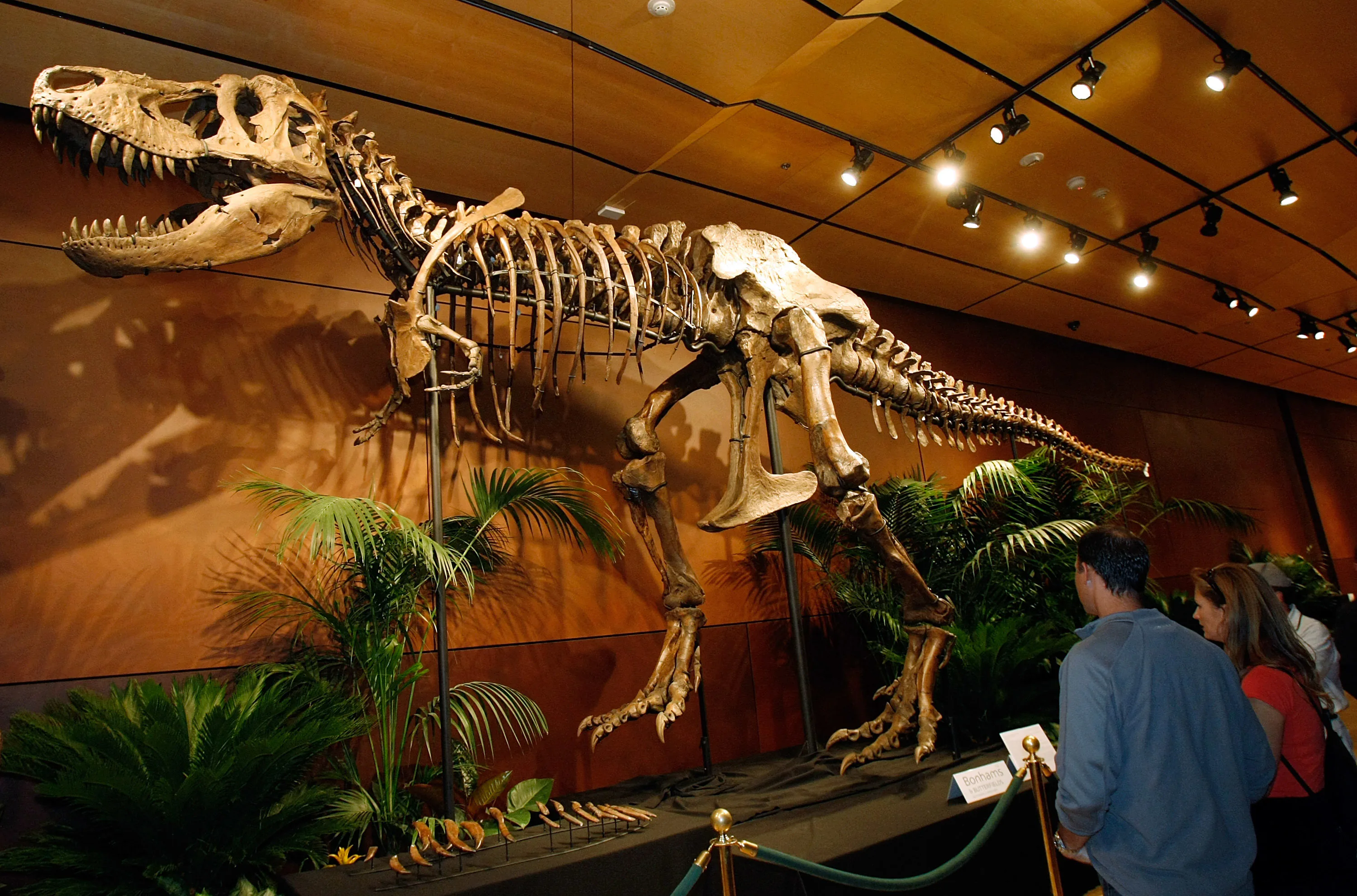 The Dinosaur Fossil Bubble Has Popped and Natural History Museums Are ...
