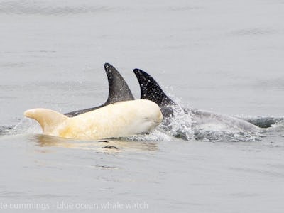 A rare albino dolphin swimming next to two grey dolphins