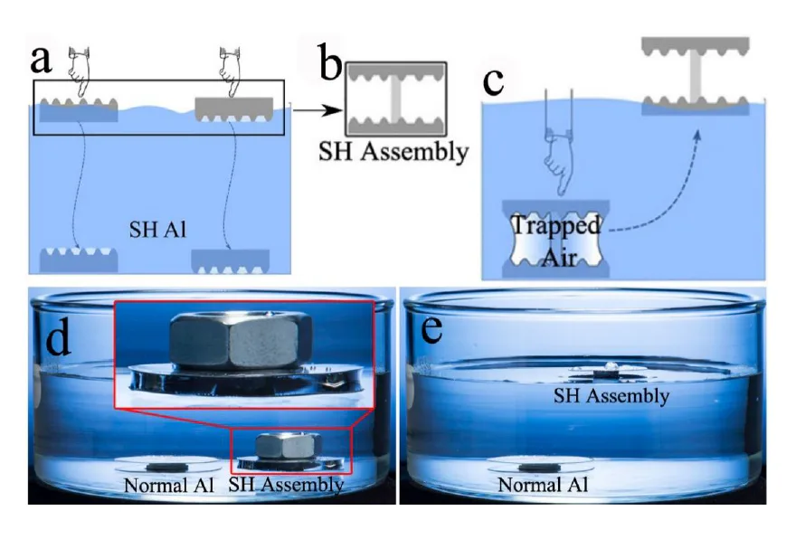 Spiders and ants could help scientists build unsinkable ships