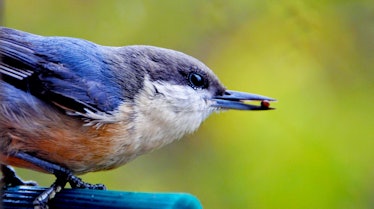 bird seed