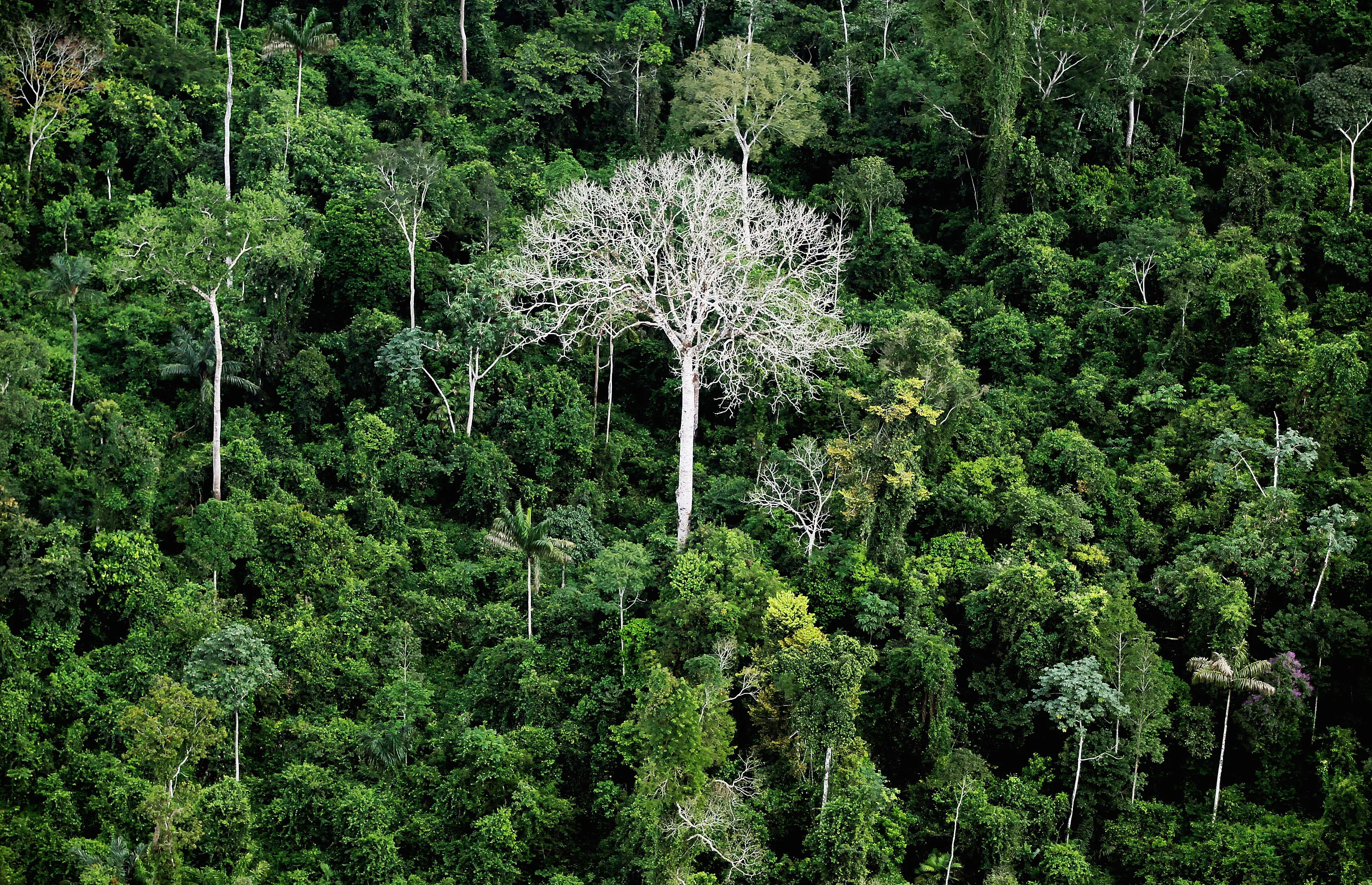 The Amazon Makes its Rainy Season and is in Danger, Says NASA Study