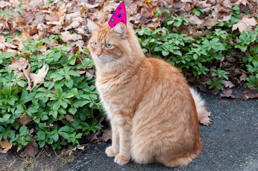 birthday cat 