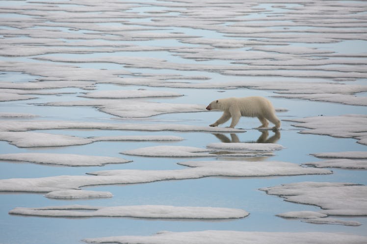 polar bear hunting in svalbard