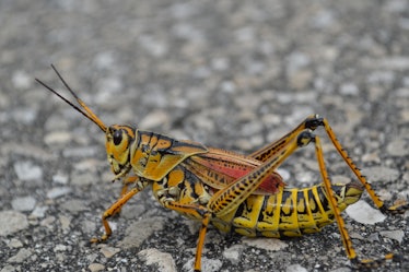 Horse Lubber Grasshopper
