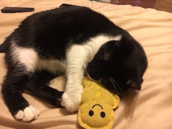 Why Cats Slow Blink At Humans According To Science