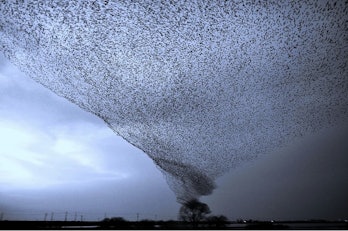 starlings murmuration
