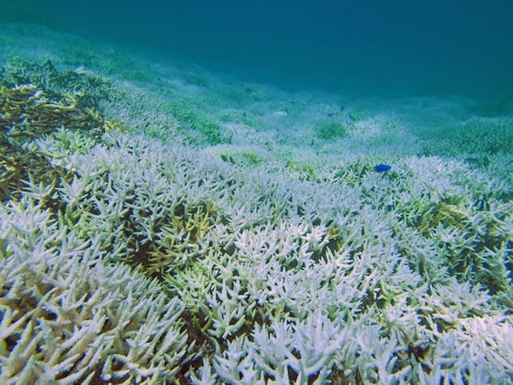 Bleached coral in the Seychelles.