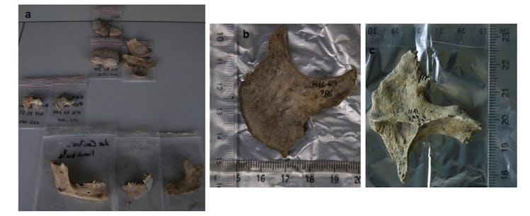 cranial fragments