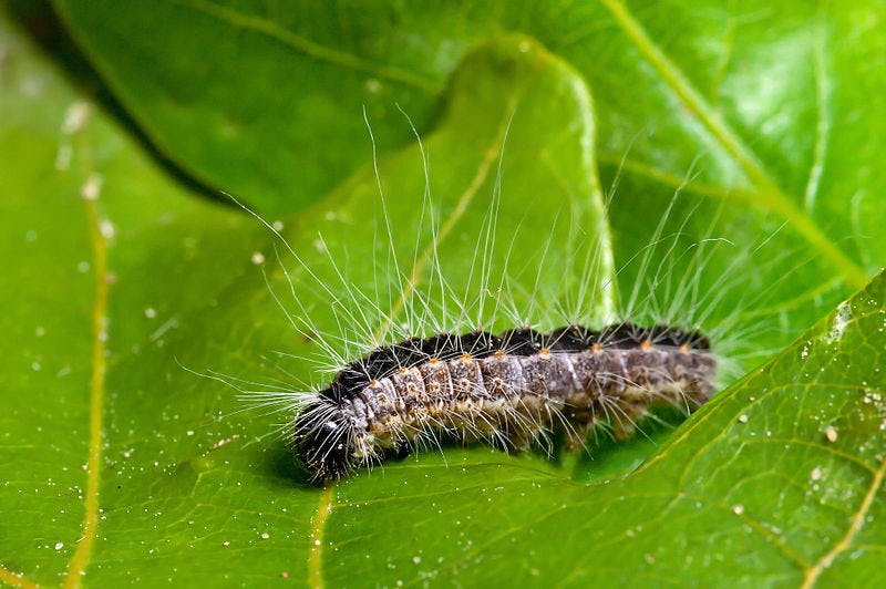 Toxic, Hairy Caterpillars Descend on London, Prompting Health Warning
