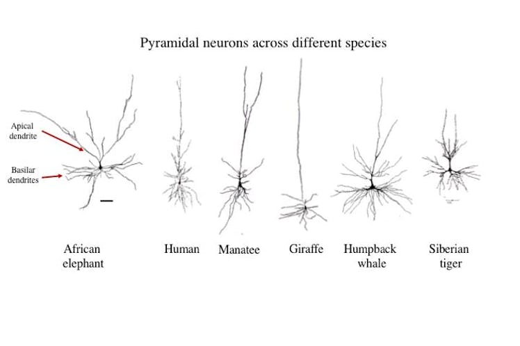 Tracings of the most common neuron (the pyramidal neuron) in the cerebral cortex of several species....