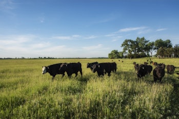 cows grass-fed