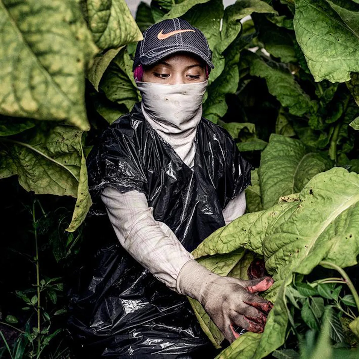 green tobacco syndrome Kids in the US Are Getting Sick from Harvesting What is Green Tobacco Sickness?