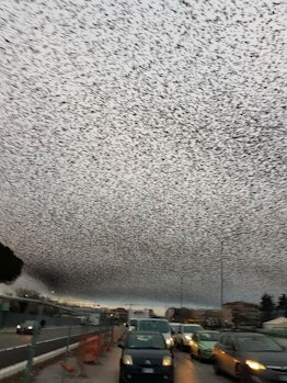 Starlings Rome