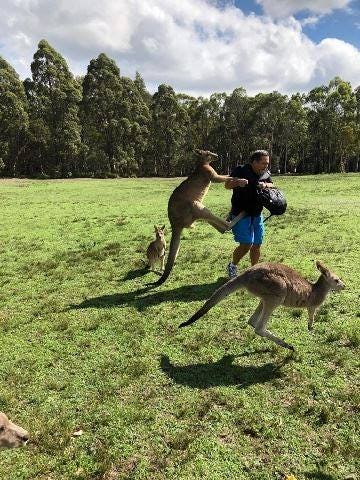 Kangaroos Cracked Out on Common Vegetables are Turning Violent