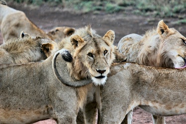 pride of lions serengeti wildlife animals