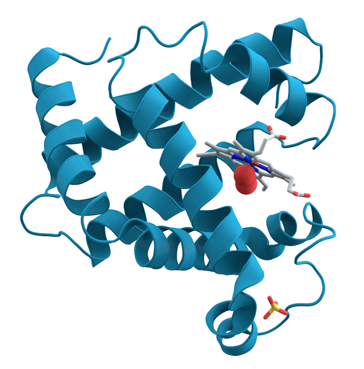 The molecular construction of myoglobin.