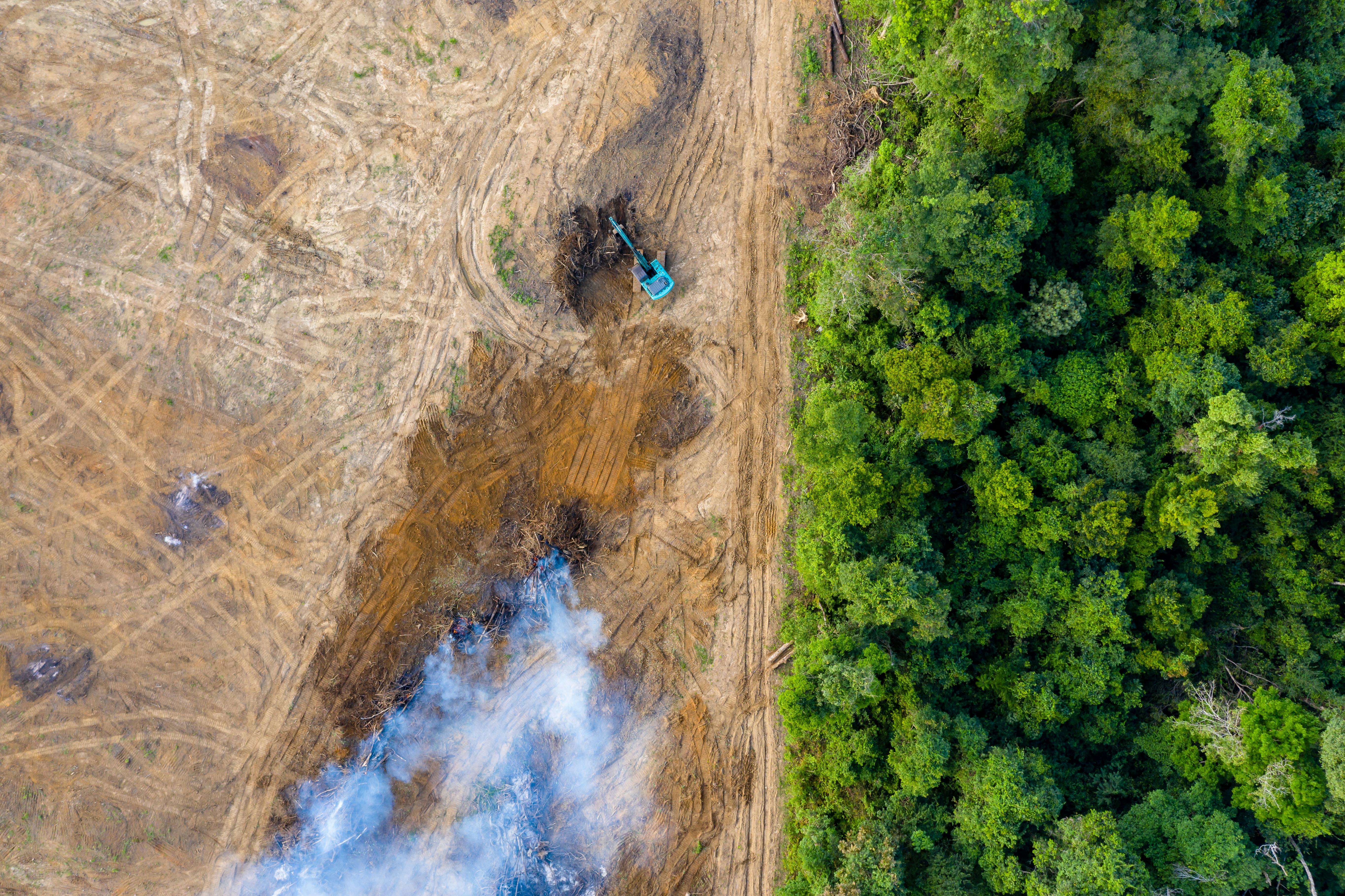 Amazon Deforestation Is Now Linked To A Rise Of A Disease Without A Vaccine