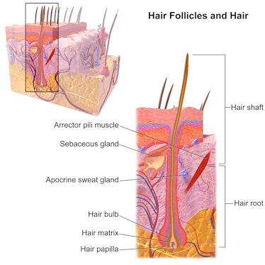 hair follicle shaft male pattern baldness 