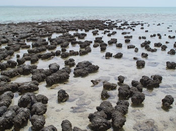 Stromatolites in Shark Bay.