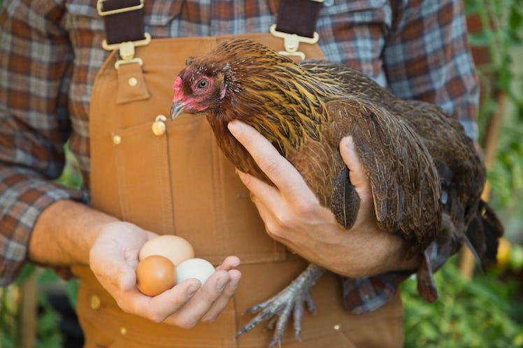 close up of man holding chicken and eggs