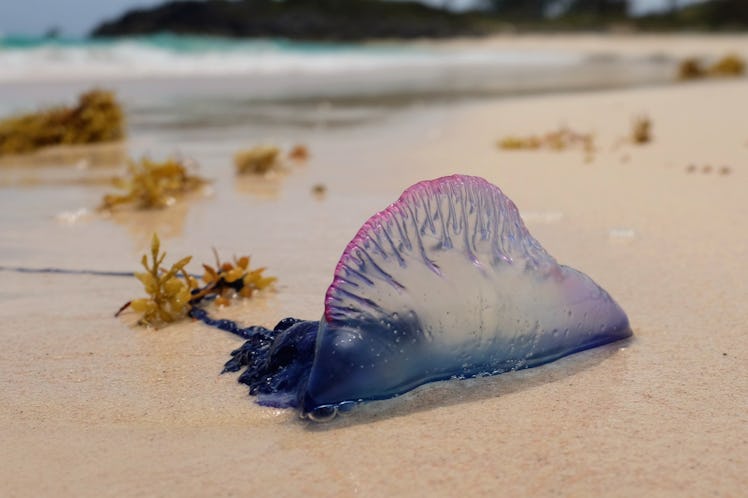 Man-o'-war at John Smith Bay