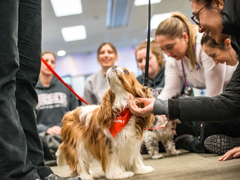 Bunch of young people smiling while petting a little brown dog
