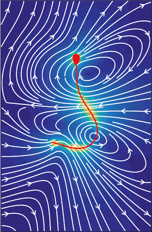 sperm bendiness illustration fertility movement