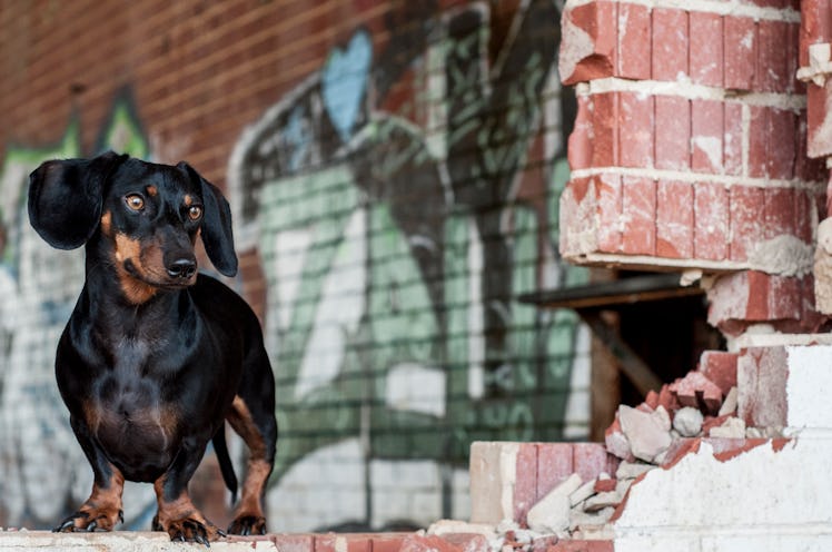 dachshunds