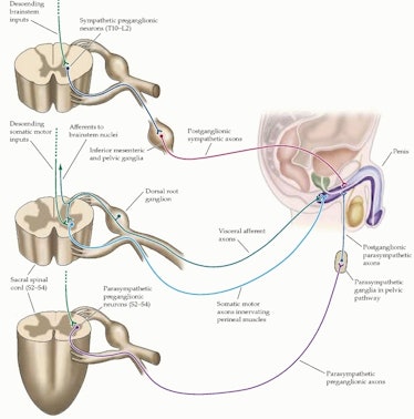 nerve penis nsfw ganglion arousal sex erection neuron 