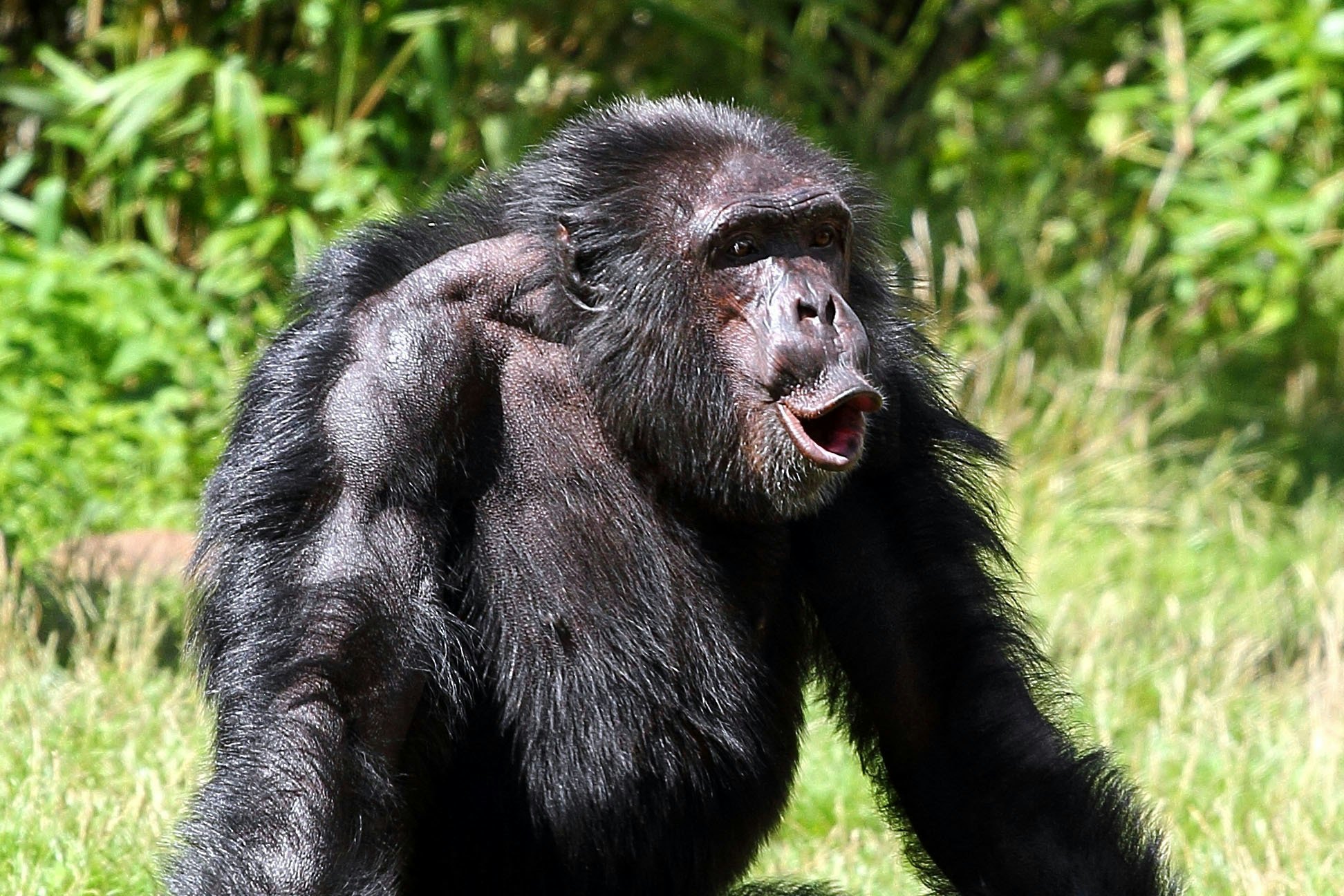 chimpanzee kill